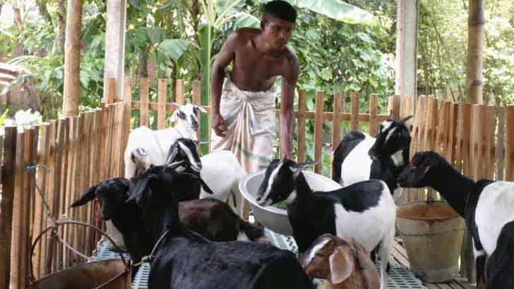 বরেন্দ্র অঞ্চলে ছাগল পালন করে সাবলম্বী